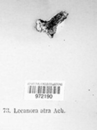 Tephromela atra image